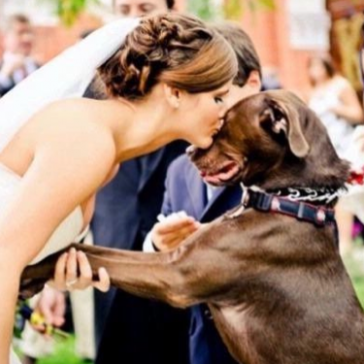 Dogs at weddings