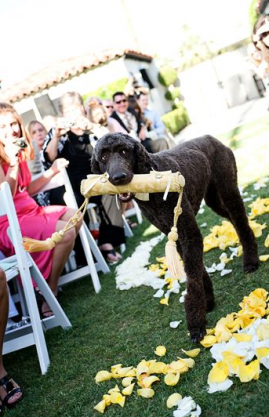 Ring bearer
