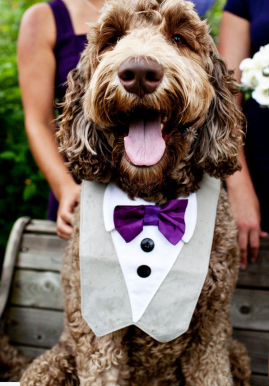 Purple bow tie
